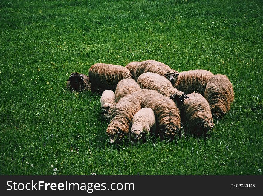 Flock of Sheep on Green Grass on Field at Daytime