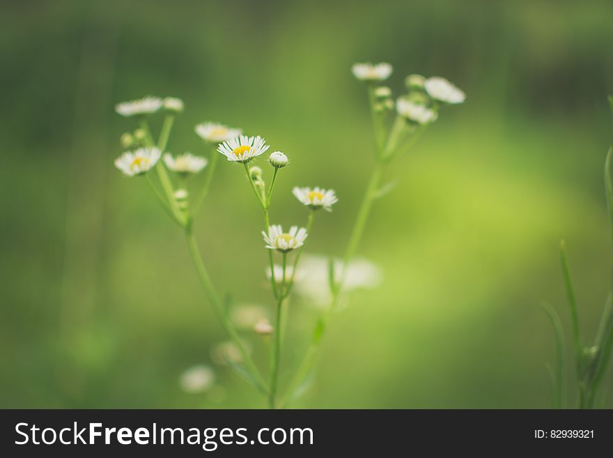 White and yellow daisy flowers with selective focus on just one flower and behind green bokeh. White and yellow daisy flowers with selective focus on just one flower and behind green bokeh.