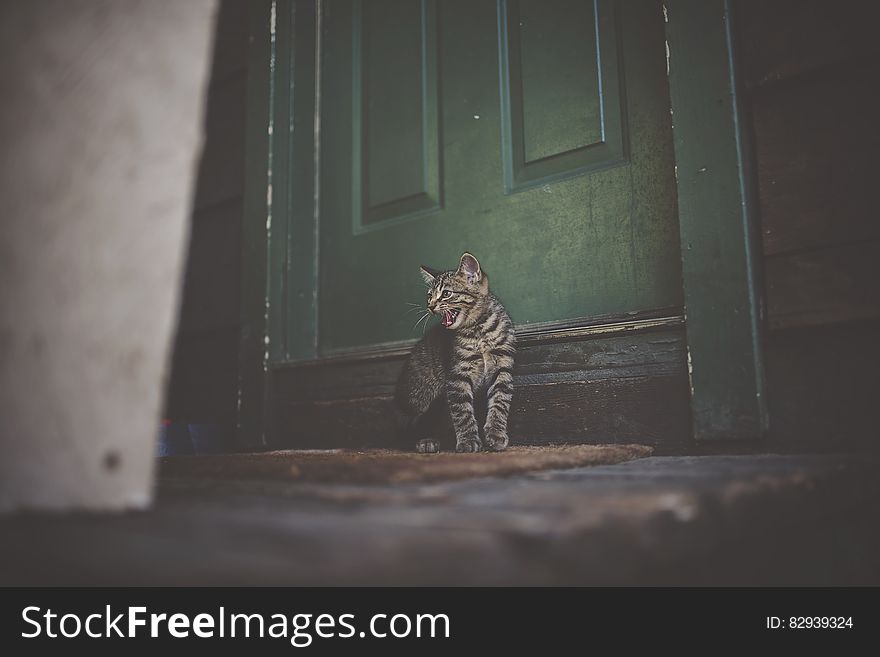 Silver Tabby Cat on Brown Doormat