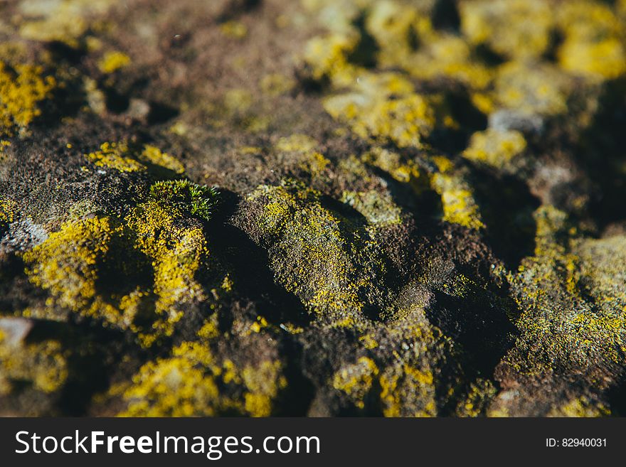 Green moss on rocks in the sunlight.