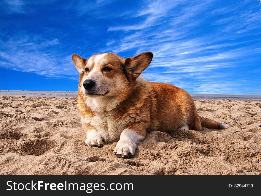 Pembroke Welsh Corgi Lying On The Sand Under White Cloud Blue Sky