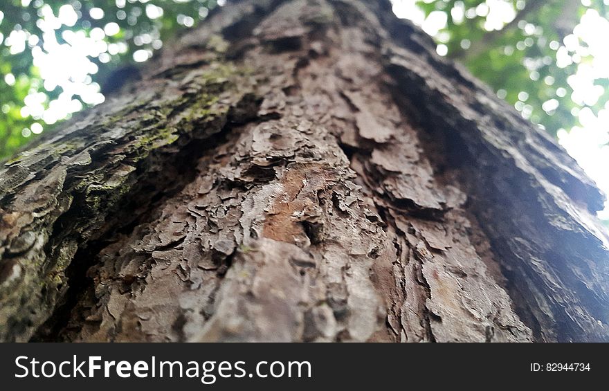 Closeup of old bark on a tree trunk looking upwards towards leafy canopy.