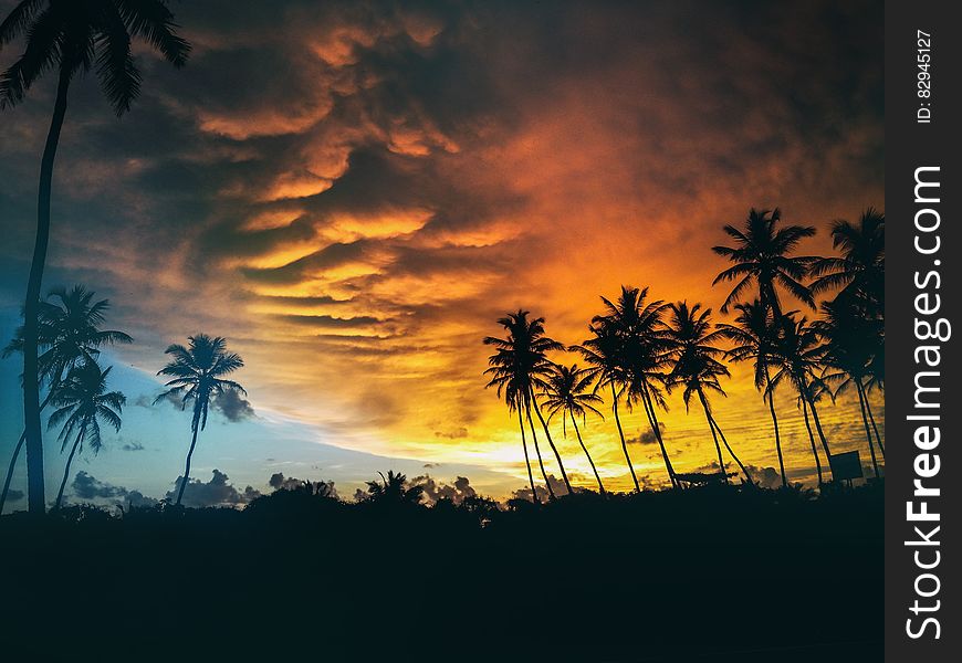 Silhouette of Coconut Trees Under Dark Clouds during Golden Hours