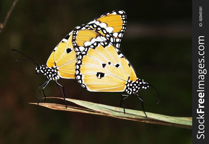 Yellow Black And White Monarch Butterfly