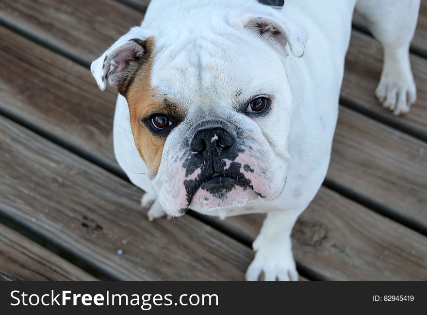 White And Brown Bulldog On Brown Wood Planks