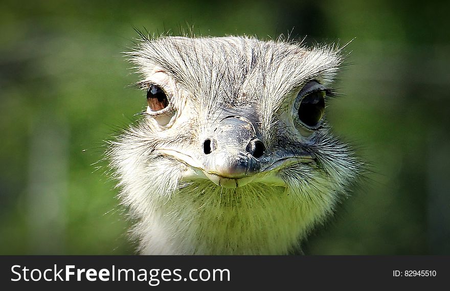 Ostrich Face during Daytime