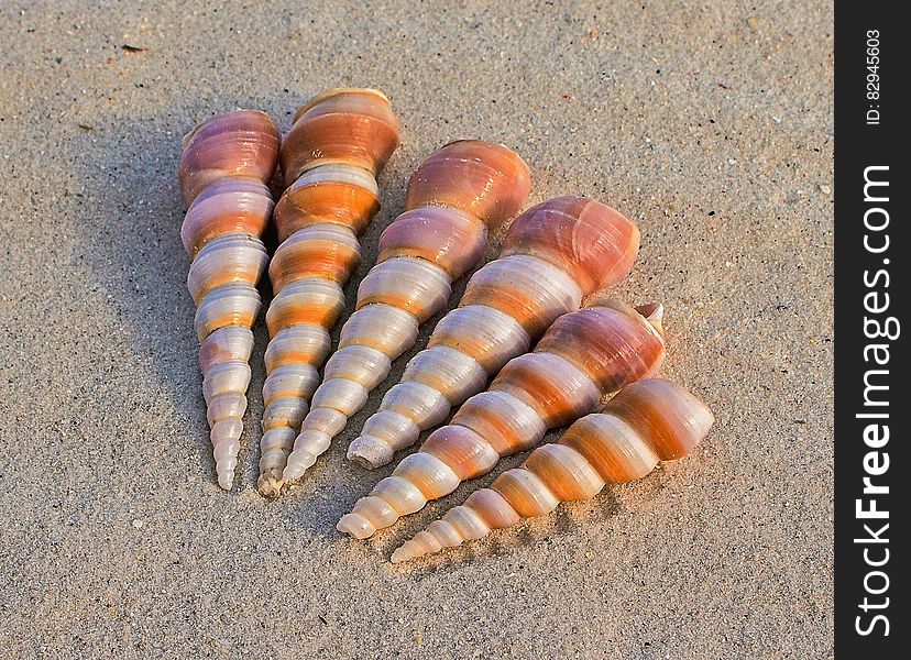 6 White and Brown Seashells on Sand at Daytime