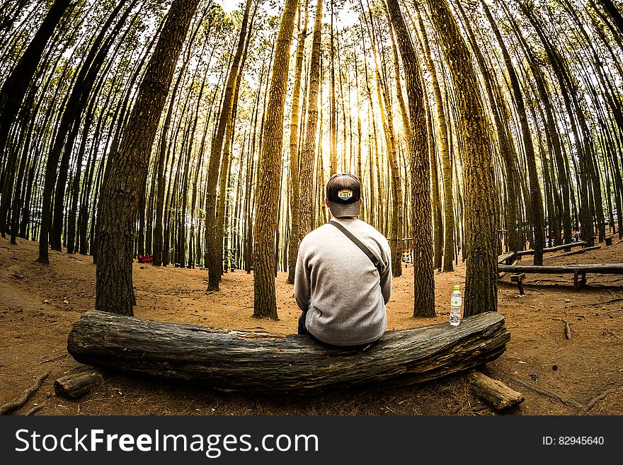 Man Siting on Log in Center of Forest Panoramic Photo