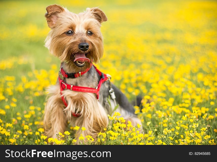 Tan and Black Yorkshire Terrier