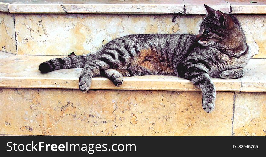 Grey Cat Lying In Marble Stairway