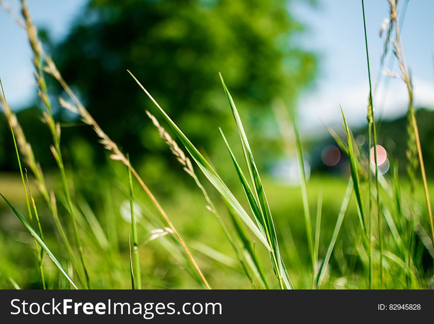 Green Grass During Daytime In Focus Photography