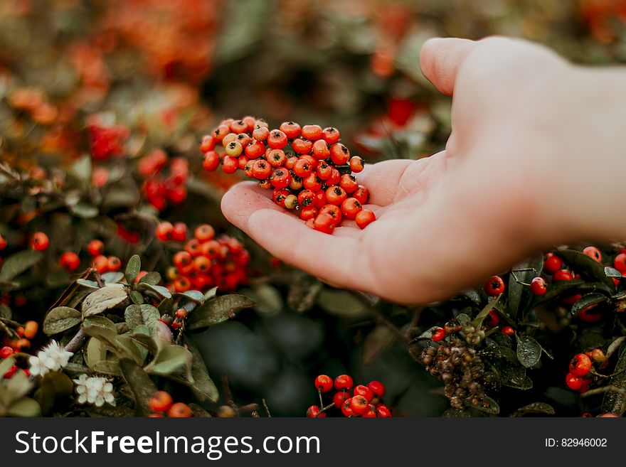 Red Round Fruit