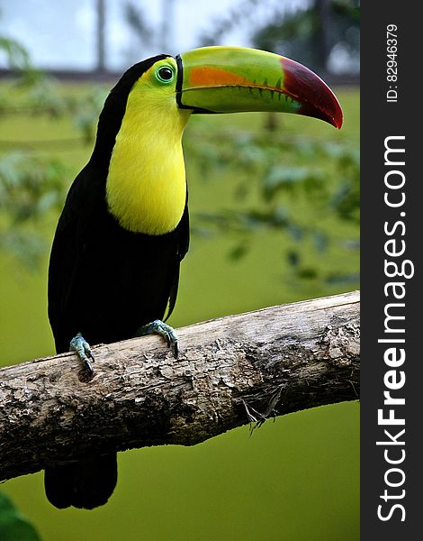 Portrait of yellow and black Toucan parrot on pole in sunny outdoors. Portrait of yellow and black Toucan parrot on pole in sunny outdoors.