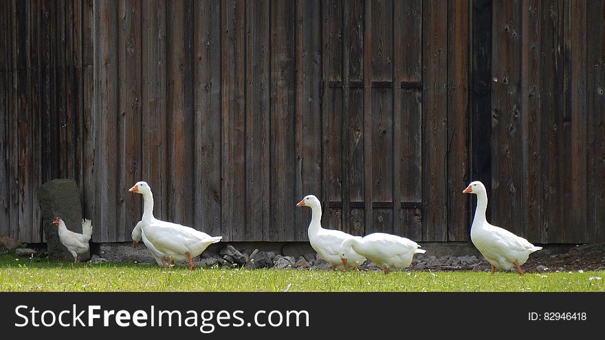 4 White Goose