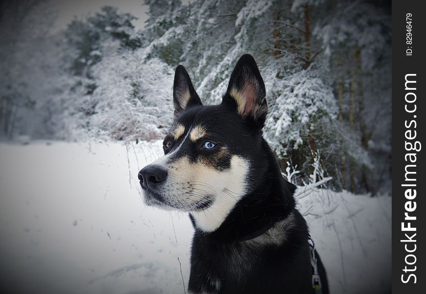 Black White and Tan Eas Siberian Laika Dog in Snow