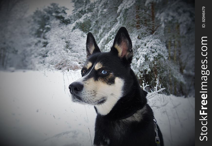 Black White And Tan Eas Siberian Laika Dog In Snow