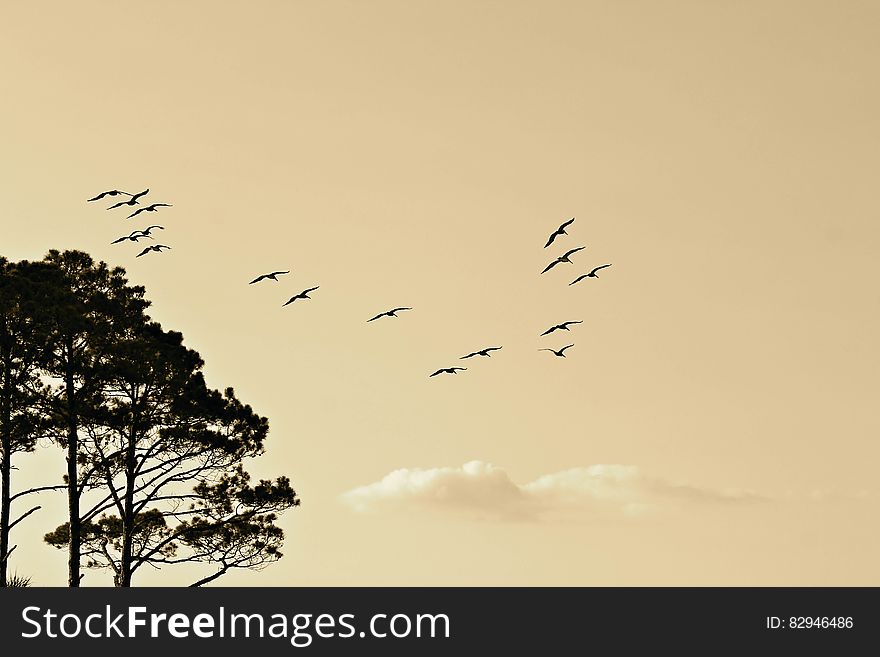 Black Birds Flying Near Black Leaf Tall Trees