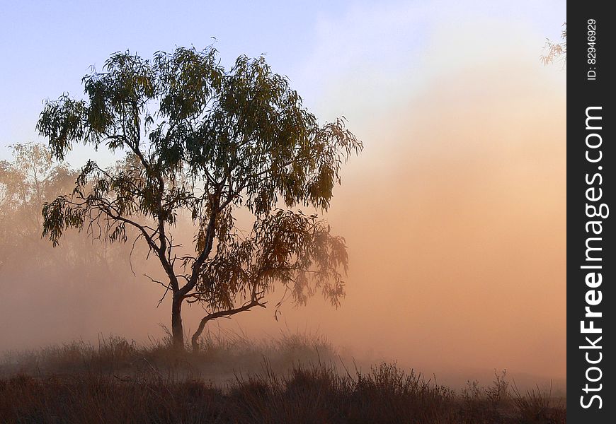 A tree standing in dust or fog. A tree standing in dust or fog.