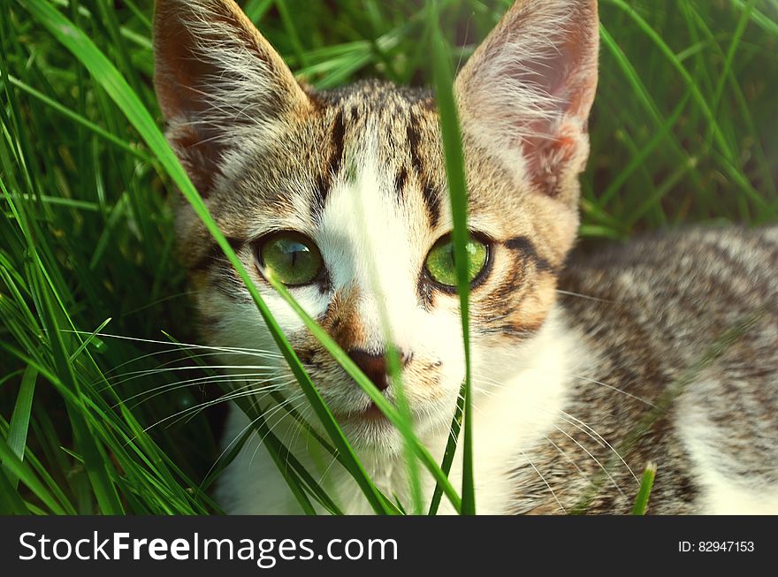 A cat hiding in green grass. A cat hiding in green grass.