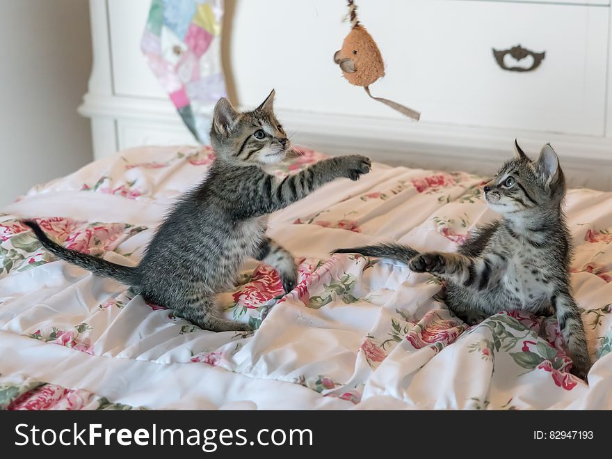 Tabby Kittens on Floral Comforter