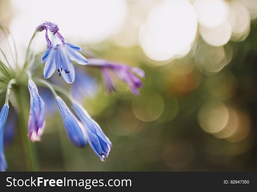 Flower on Bukeh Photograph