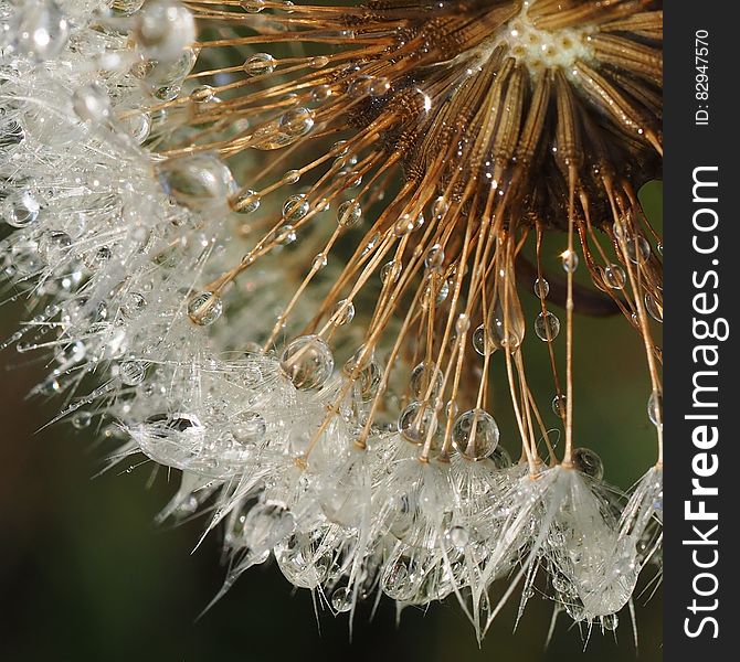 Close up of dandelion seed head with dew drops. Close up of dandelion seed head with dew drops.