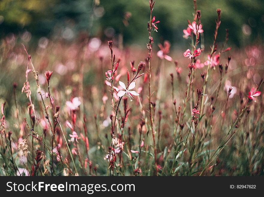 Pink and White Petaled Flower in Closeup Photography at Daytime