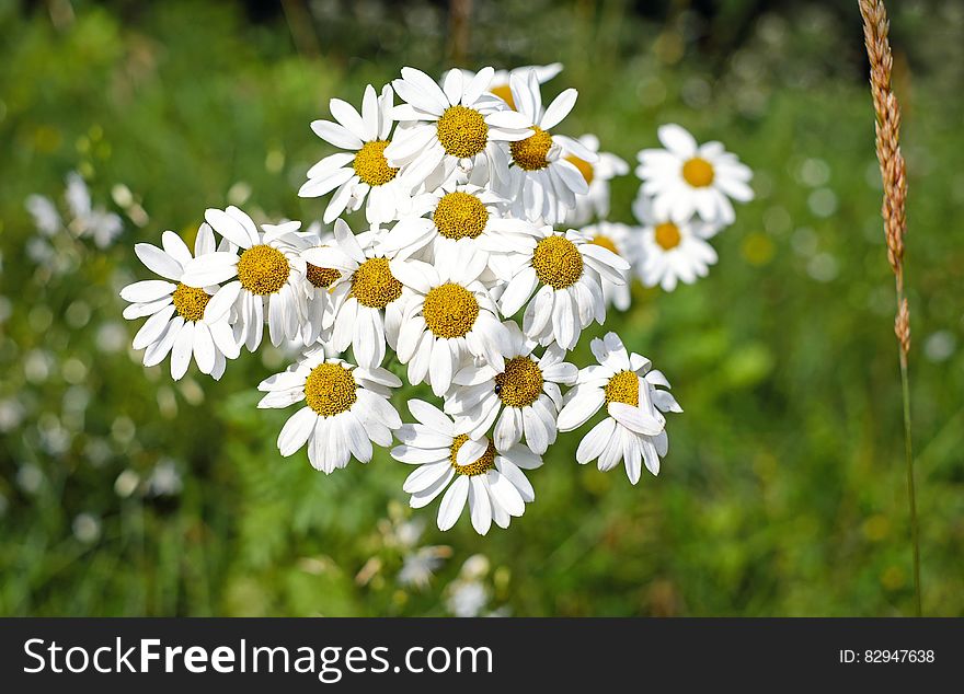 A bunch of chamomile flowers with blurred greenery in the background.