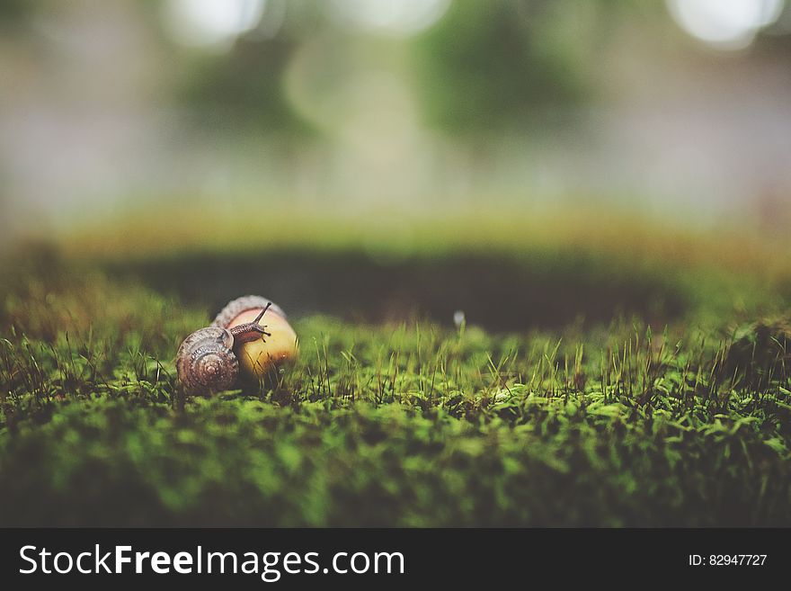 Macro Shot Photography of Brown Snail