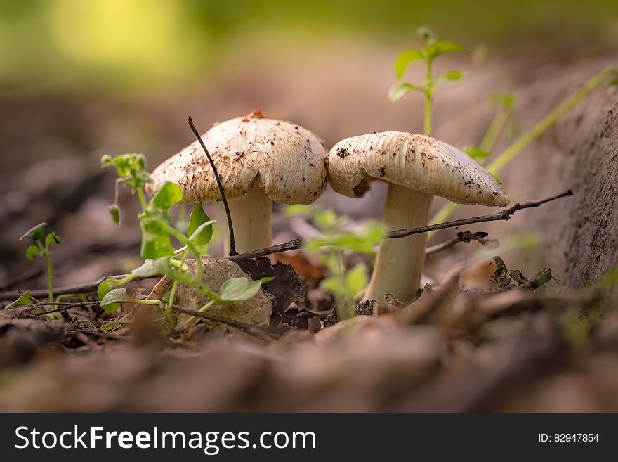 Close Up Of Mushrooms On Ground
