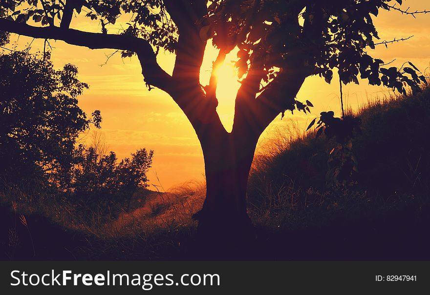 Tree on hillside at sunset