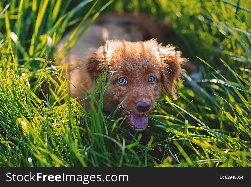 Brown Short Haired Puppy Lying on Green Grass Field during Daytime