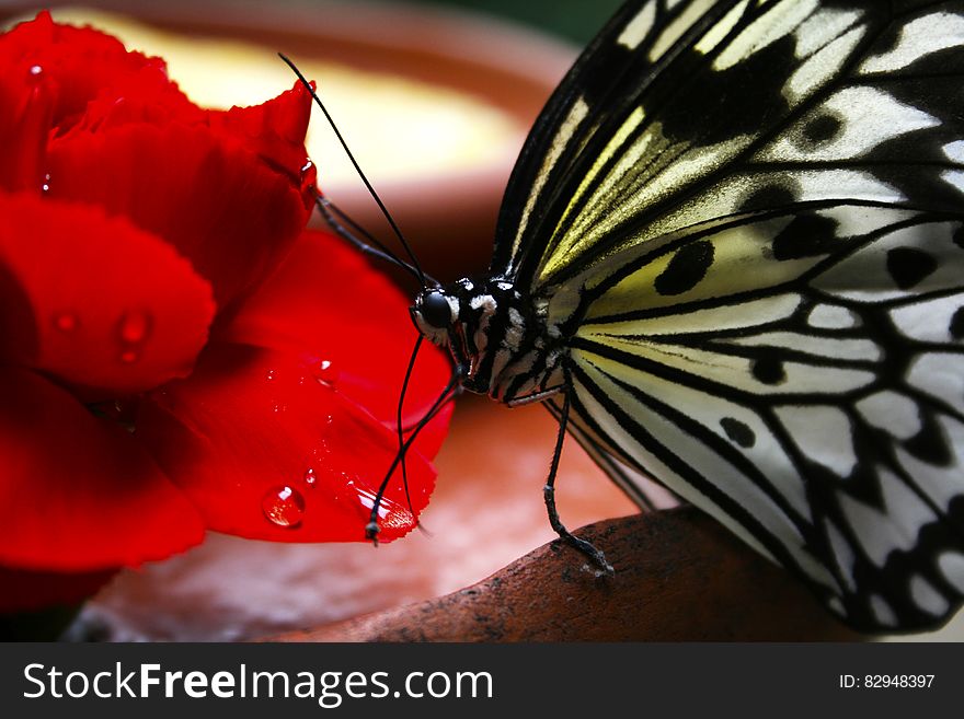 Black and White Butterfly on Red Flower