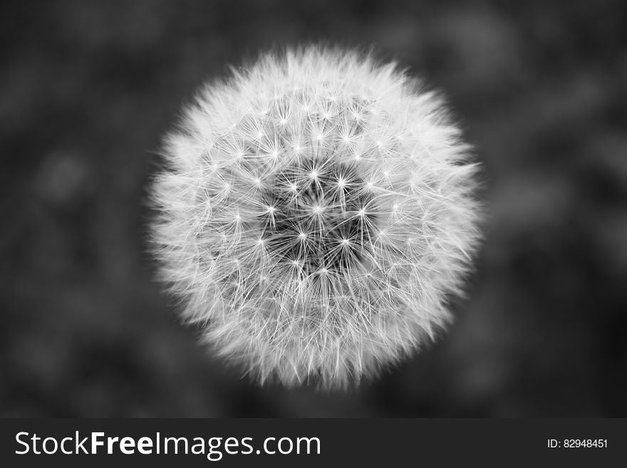 Close up of dandelion seed head in black and white.