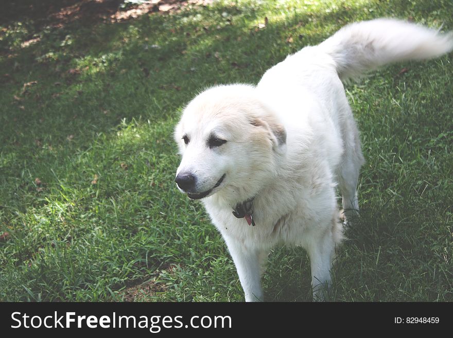 White Coated Dog On Top Of Green Grass Field