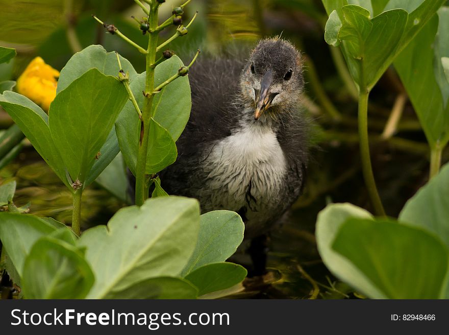 Close up of black and white coot standing in green vegetation in sunny garden. Close up of black and white coot standing in green vegetation in sunny garden.