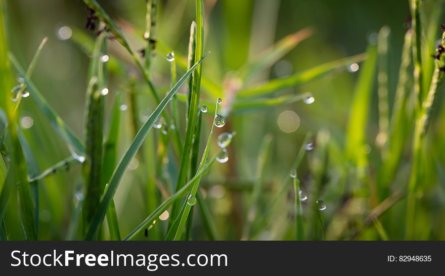 Grass With Dew Drops during Daytime