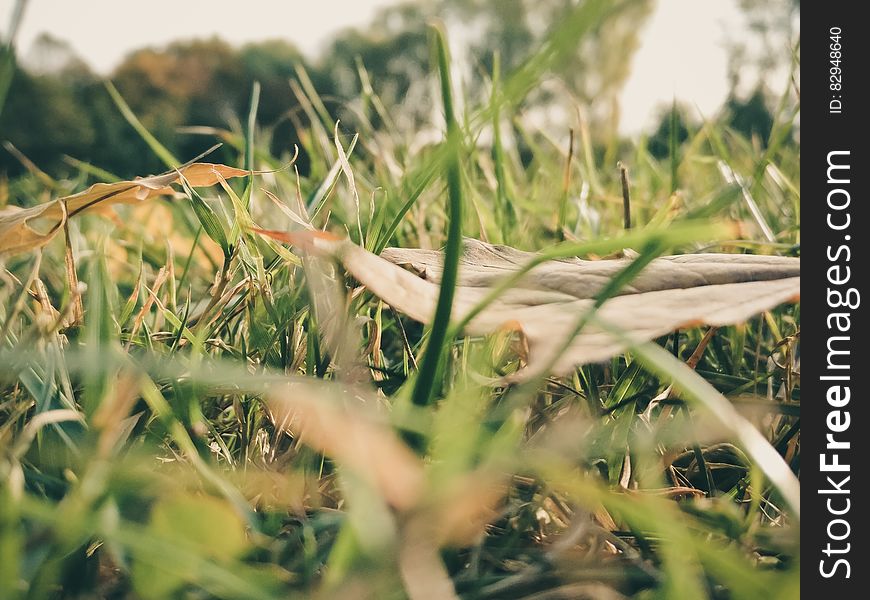 Sepia Photography Of Grass During Daytime