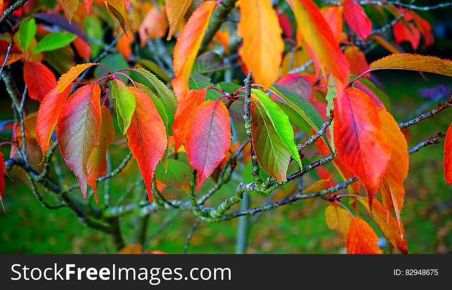 Red Green and Orange Leaves