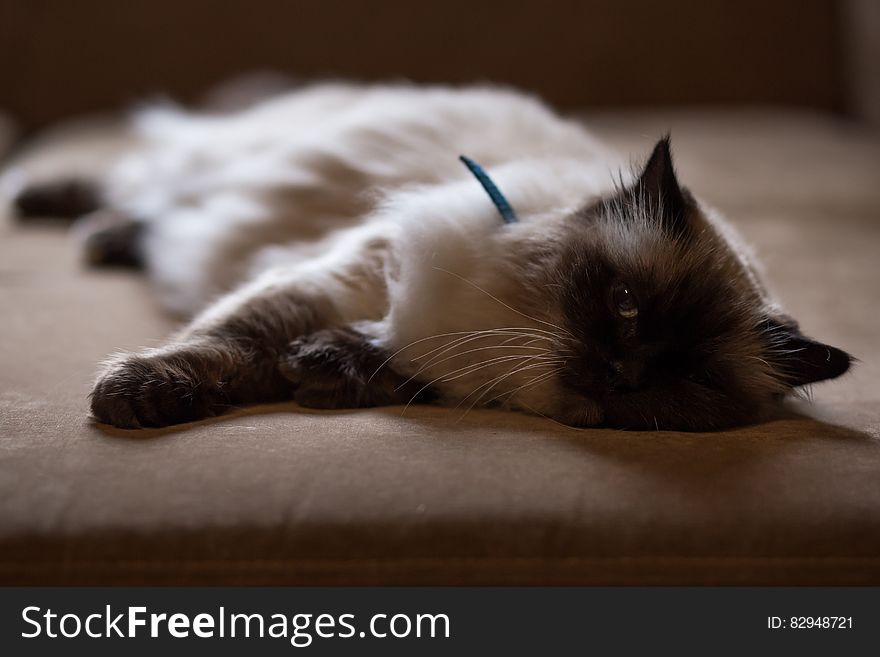 Persian Cat Lying on Bed