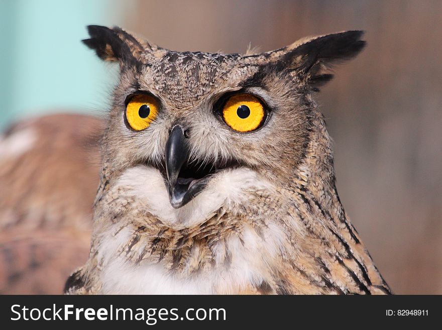 Close Up Photography Of African Owl