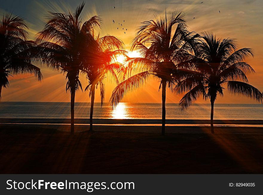 Palm Trees On Beach At Sun Set