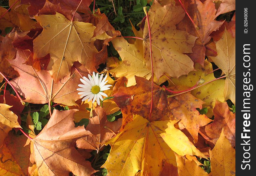 White Flower Surrounded by Red Maple Leaf
