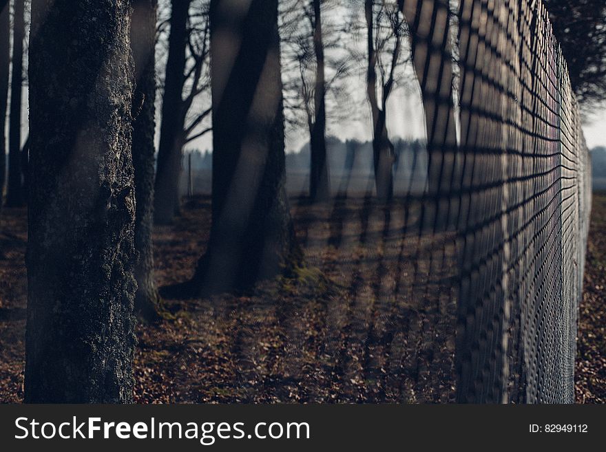 Chain Link Fence With Trees In Background During Twilight