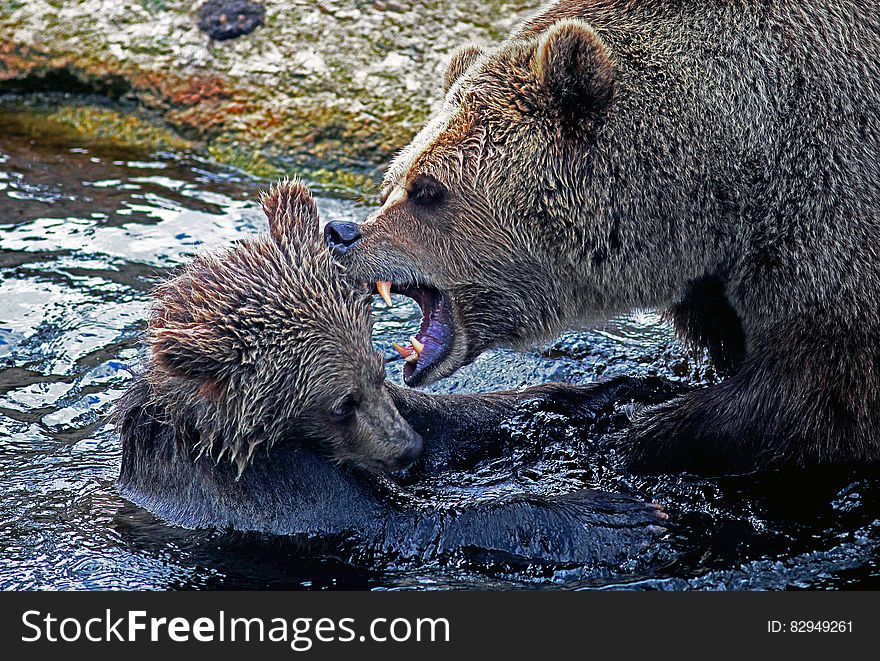 Adult bear exposing teeth and growling at young cub in water on sunny banks. Adult bear exposing teeth and growling at young cub in water on sunny banks.