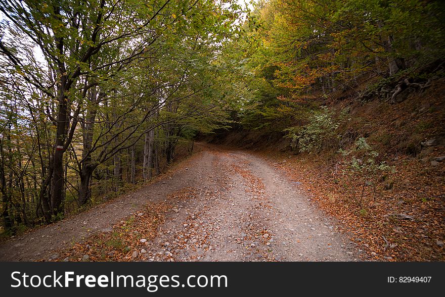 Forest Pathway During Daytime