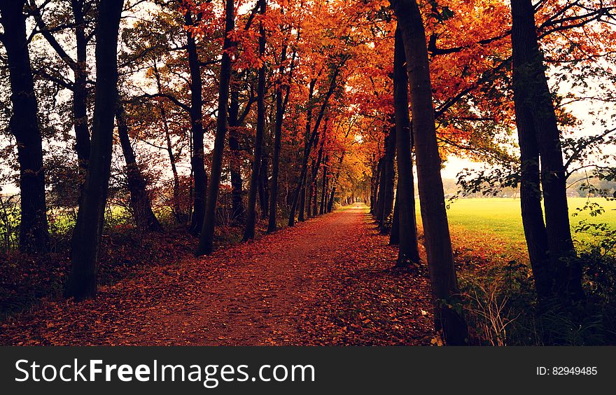 Orange Leaves Covered Pathway Between Trees During Daytime