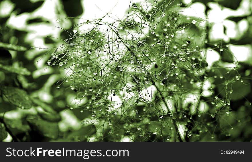 Green Leaf Plant With Dew