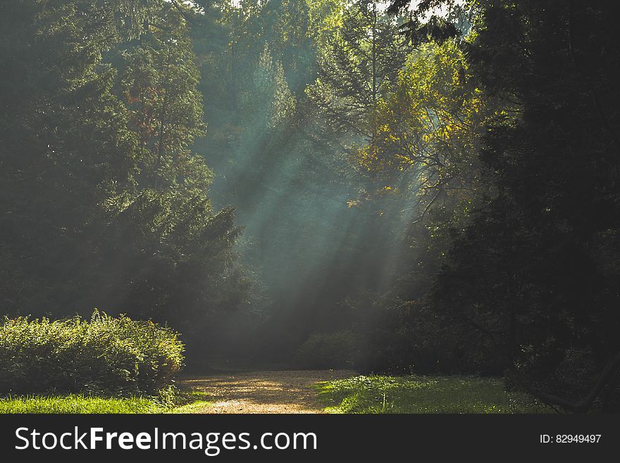 Path into woods with sunlight filtering through trees. Path into woods with sunlight filtering through trees.