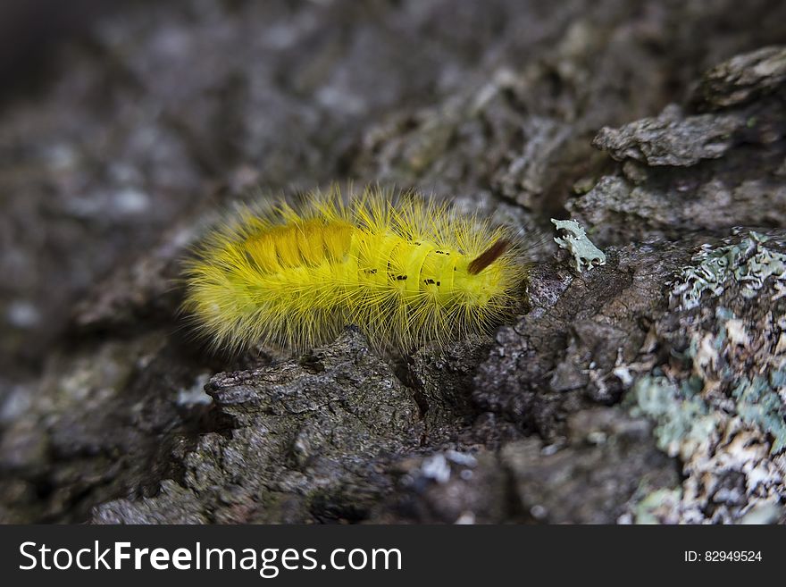 Yellow Tussock Moth Caterpillar on Black Rock Close Up Photography